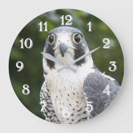 Foto van roofvogel Slechtvalk Grote Klok