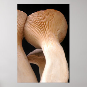 Foto van Royal Trumpet Mushroom Poster