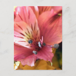 Foto van roze alstroemeria flower Lilies Flowers Briefkaart