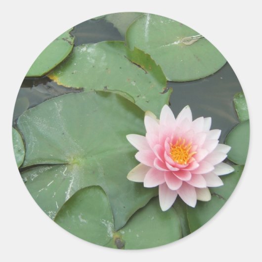  foto van roze en groene Lily Pad Ronde Sticker (Voorkant)