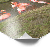 Foto van Roze Flamingo Afdruk (Hoek)