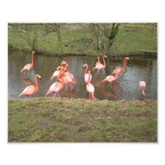 Foto van Roze Flamingo Afdruk