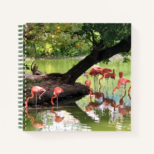 Foto van roze flamingo Flock Wildlife Notitieboek (Voorkant)