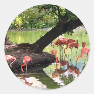 Foto van roze flamingo Flock Wildlife Ronde Sticker