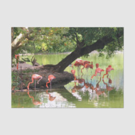 Foto van roze flamingo Flock Wildlife Tissuepapier