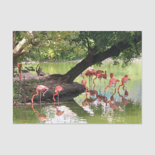 Foto van roze flamingo Flock Wildlife Tissuepapier (Voorkant)