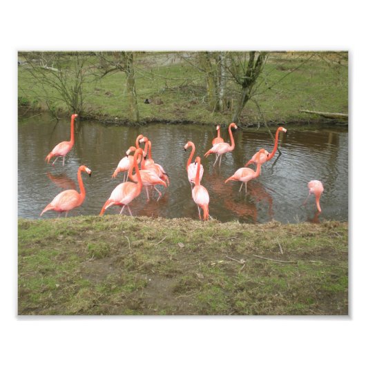 Foto van Roze Flamingo Foto Afdruk (Voorkant)