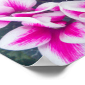 Foto van roze Floral Cyclamen Poster (Hoek)