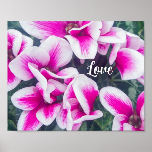 Foto van roze Floral Cyclamen Poster (Voorkant)