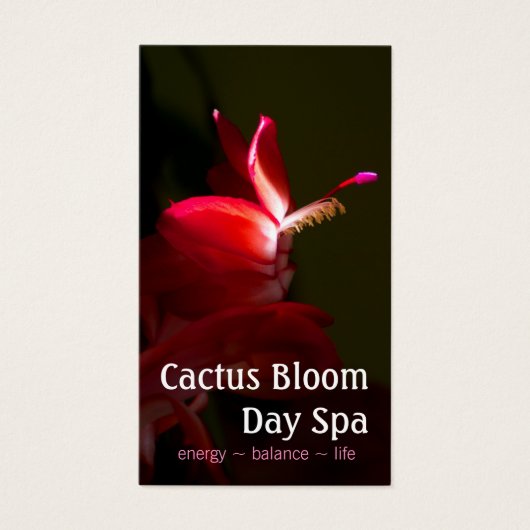 Foto van Roze kerstcacti Bloom Visitekaartjes (Voorkant)