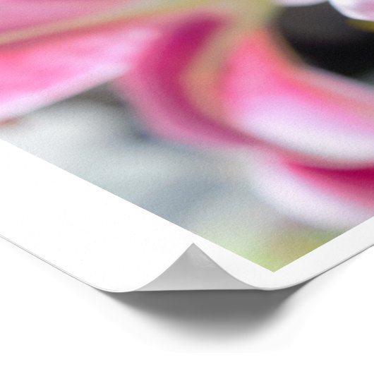 Foto van Roze Lily Flower Poster (Hoek)