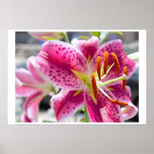 Foto van Roze Lily Flower Poster (Voorkant)