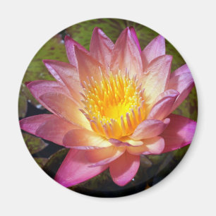 Foto van roze waterLily Magneet