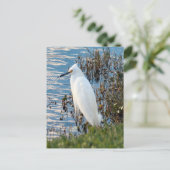 Foto van Rundtle Egret Briefkaart (Staand voorkant)