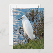 Foto van Rundtle Egret Briefkaart (Voorkant / Achterkant)