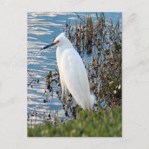 Foto van Rundtle Egret Briefkaart