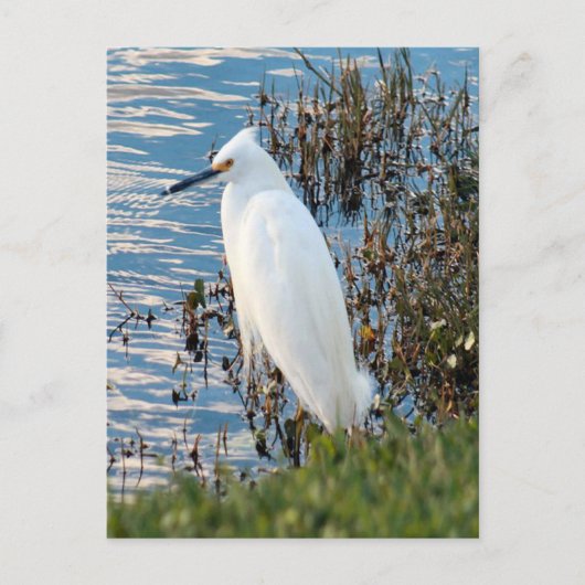 Foto van Rundtle Egret Briefkaart (Voorkant)
