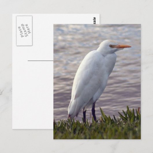 Foto van Rundtle Egret Briefkaart (Voorkant / Achterkant)