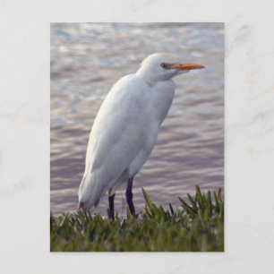Foto van Rundtle Egret Briefkaart