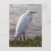 Foto van Rundtle Egret Briefkaart (Voorkant)