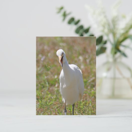 Foto van Rundtle Egret Briefkaart (Staand voorkant)