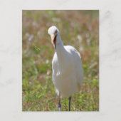 Foto van Rundtle Egret Briefkaart (Voorkant)