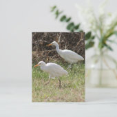 Foto van Rundtle Egrets Briefkaart (Staand voorkant)