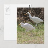 Foto van Rundtle Egrets Briefkaart (Voorkant / Achterkant)