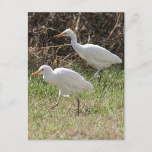 Foto van Rundtle Egrets Briefkaart