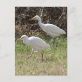 Foto van Rundtle Egrets Briefkaart (Voorkant)