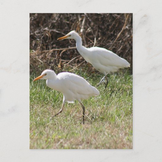 Foto van Rundtle Egrets Briefkaart (Voorkant)