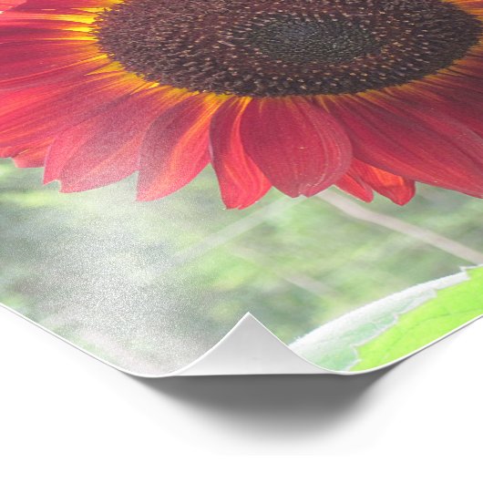 Foto van Rusty Sunflower Foto Afdruk (Hoek)