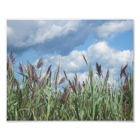 Foto van Salt Water Marsh Afdruk (Voorkant)