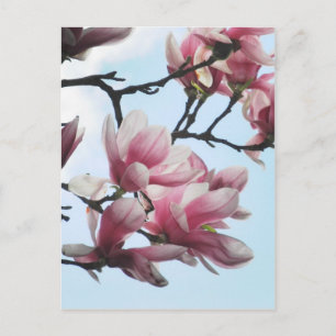 Foto van Saucer Magnolia Tulip Tree Flowers Briefkaart