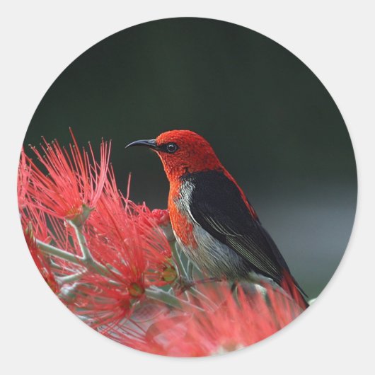 Foto van Scarlet Honeyater Ronde Sticker (Voorkant)