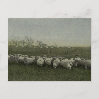 foto van schapengrazing 1918 briefkaart