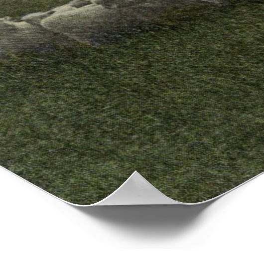 foto van schapengrazing 1918 poster (Hoek)