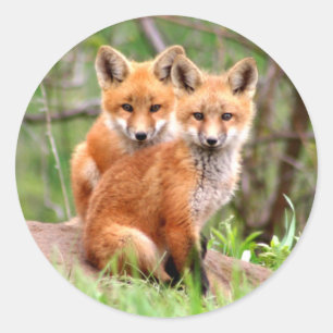 Foto van schattige rode vossenkits die bij elkaar ronde sticker