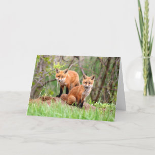 Foto van schattige rode vossenkits kaart