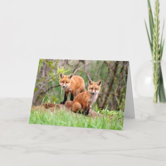 Foto van schattige rode vossenkits kaart (Voorkant)
