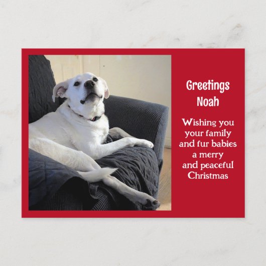 Foto van Schattige Talking Dog Red Christmas Briefkaart (Voorkant)