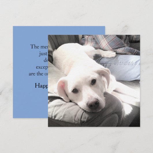 Foto van schattige vermoeide witte hond met beste  feestdagenkaart (Voorkant / Achterkant)