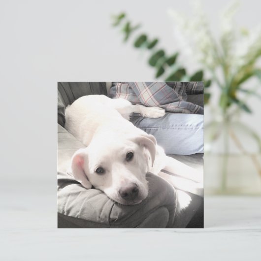 Foto van schattige vermoeide witte hond met beste  feestdagenkaart (Staand voorkant)