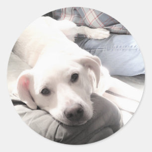 Foto van schattige vermoeide witte hond met beste ronde sticker