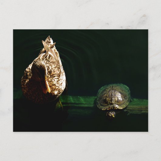 Foto van schildpad en duck briefkaart (Voorkant)