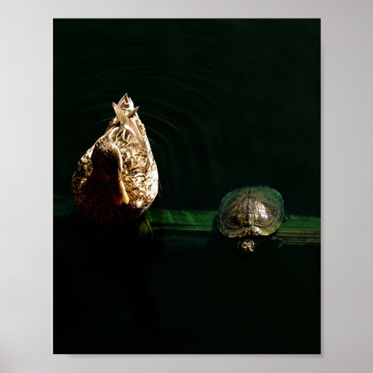 Foto van schildpad en duck poster (Voorkant)