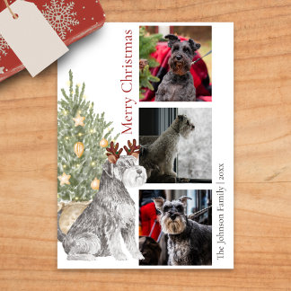 Foto van Schnauzer en kerstboom Feestdagenkaart