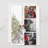 Foto van Schnauzer en kerstboom Feestdagenkaart (Voorkant)