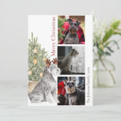 Foto van Schnauzer en kerstboom Feestdagenkaart (Staand voorkant)