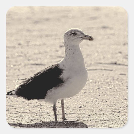 Foto van Seagull op Coney Island Beach Vierkante Sticker (Voorkant)